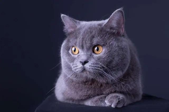 蓝猫也有蓝白色,英短蓝猫明明是灰色的为啥叫蓝色