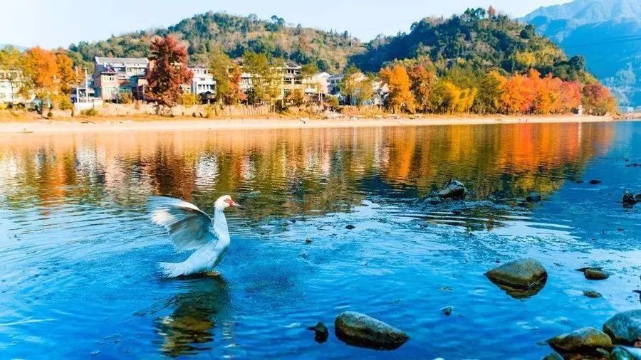 温州秋冬的银杏树确实美,温州最原生态银杏