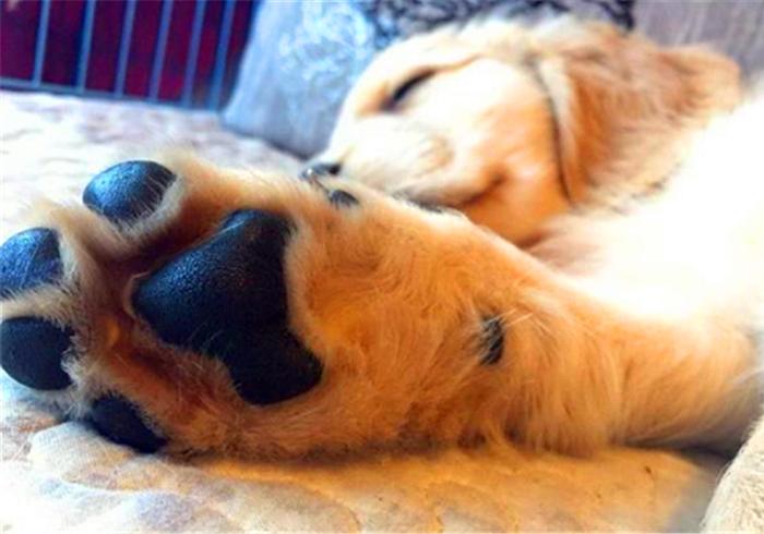 专家辟谣狗狗传染新肺病,狗狗甲沟炎怎么引起的