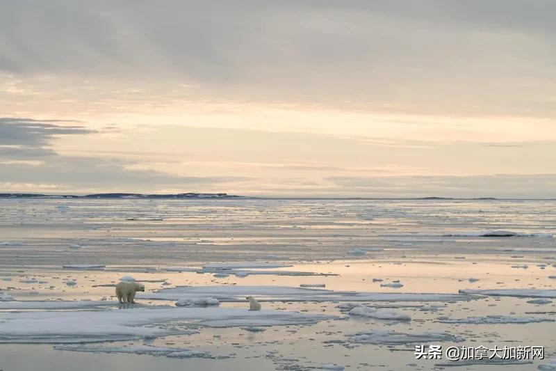 温哥华体感39℃温村人集体热疯印度人表示：太热了想回印度