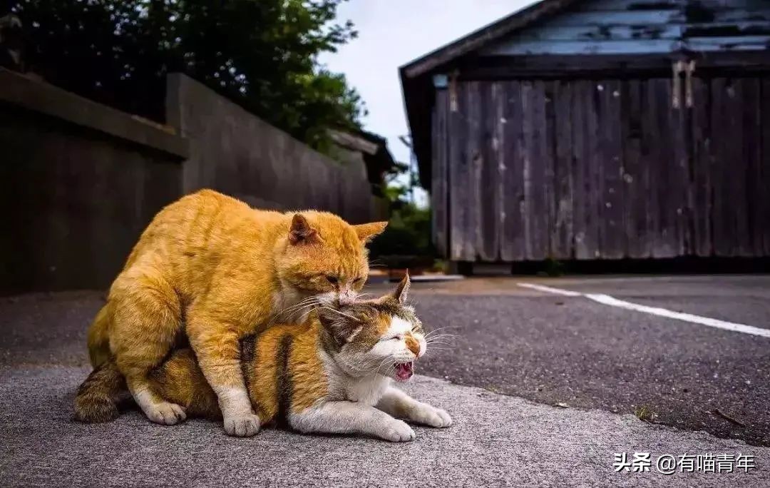 猫咪在啪啪啪的时候,究竟爽不爽?