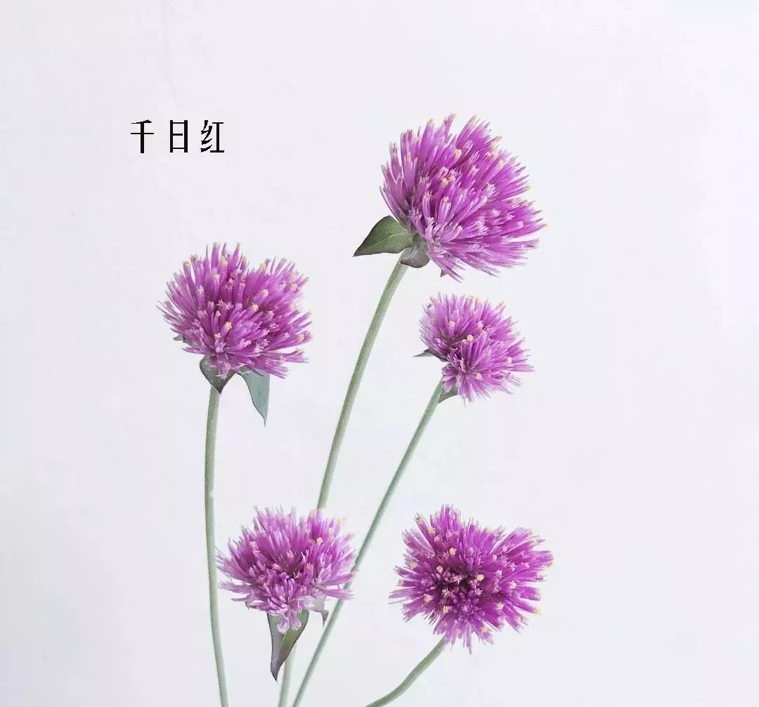 鲜花店常见花材品种大全,花店里同款的两种不同价格的花材