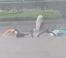 郑州遭遇特大暴雨主人带狗狗撤离,河南遭遇特大暴雨的小狗