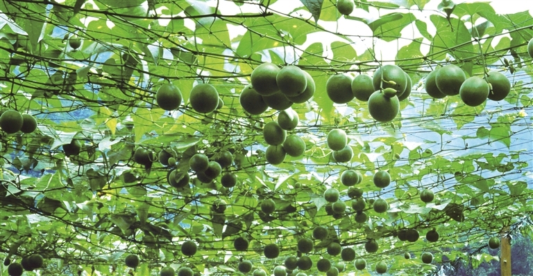 广西现代化农业,推动广西现代农业高质量发展工作