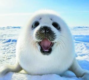 全球最可爱动物排名熊猫,全球十大最萌动物