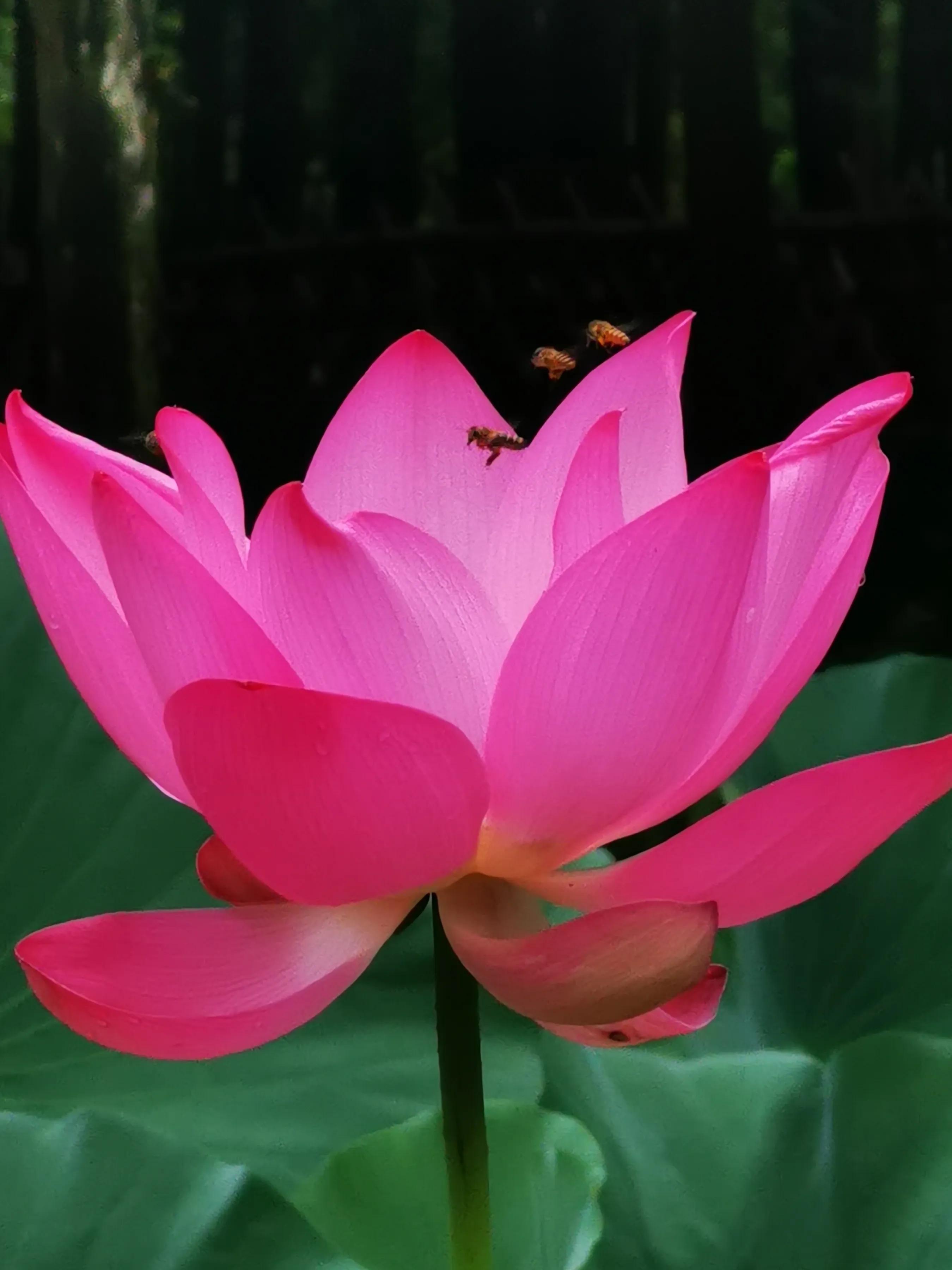 手拍世界手机摄影平台,手拍世界摄影交流平台