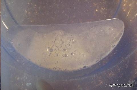 月季花苞上有蚜虫要如何处理,月季生蚜虫怎么处理