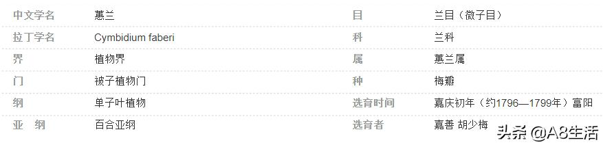 每日一兰花故事～中国兰花.惠兰名品.大一品