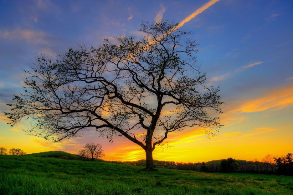 国宝中医养肝方法视频,105岁长寿秘诀日野原重明