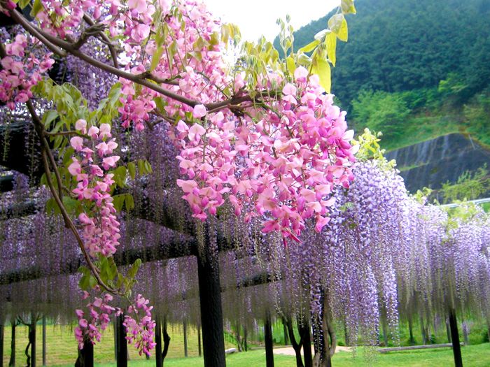 紫藤中最有名的品种叫什么名字,非常好种不需要太阳的紫藤品种