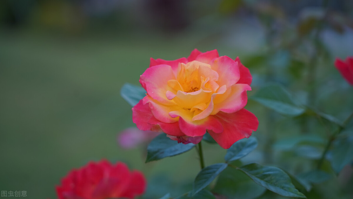 都说它们是“花园三宝”，我却觉得是“花园三坑”，你觉得呢