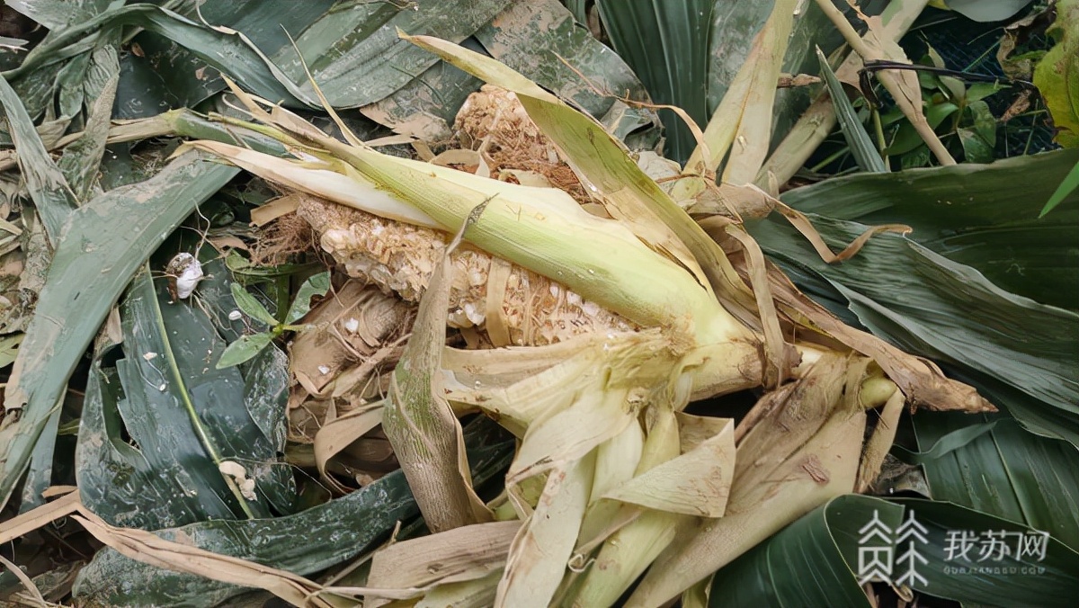 野猪老吃庄稼,野猪下山啃食庄稼江宁村民很苦恼