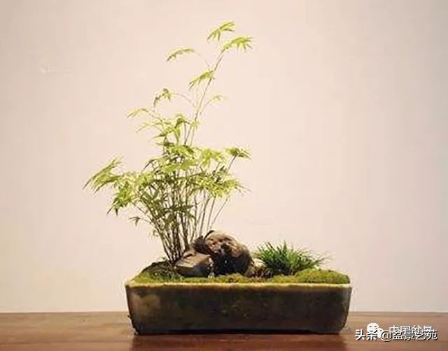 北方耐寒矮化竹子,竹子矮化的最佳方法