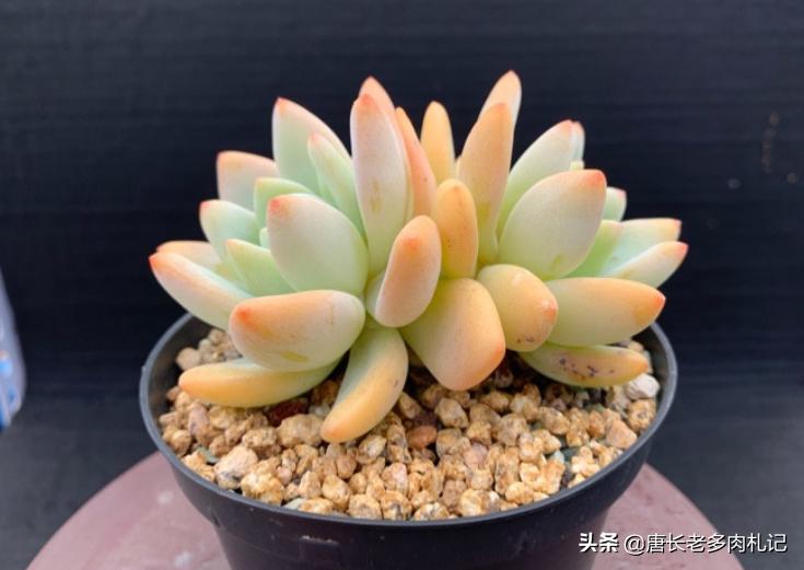 新买的裸根多肉修根后要晾几天,刚买的裸根多肉如何栽种