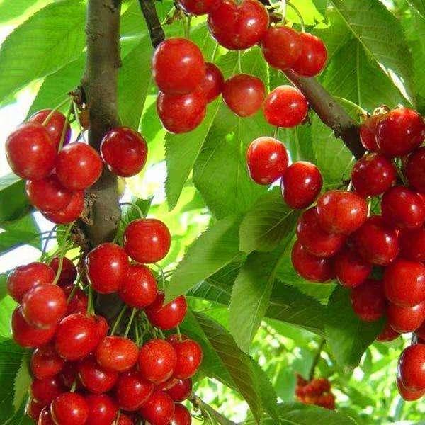 贵州纳雍玛瑙红樱桃花,贵州纳雍玛瑙红樱桃赶早抢鲜上市