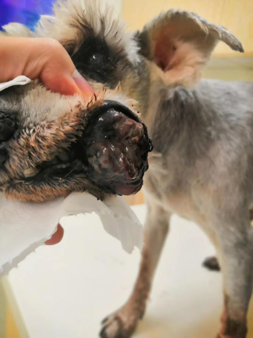 口腔黑色素瘤晚期临终前什么症状,狗口腔黑色素瘤还有治疗的必要吗