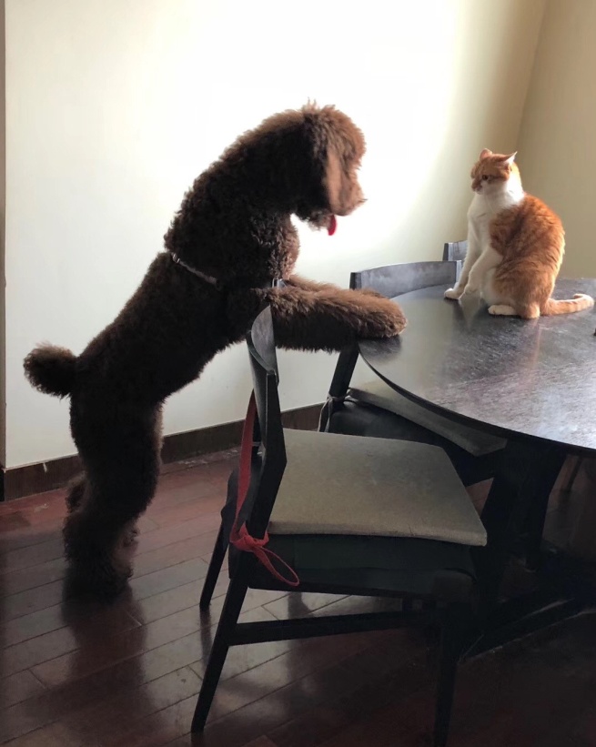 一条狗的回家之路！黄小喵学“SIT创新”5、除法创新策略