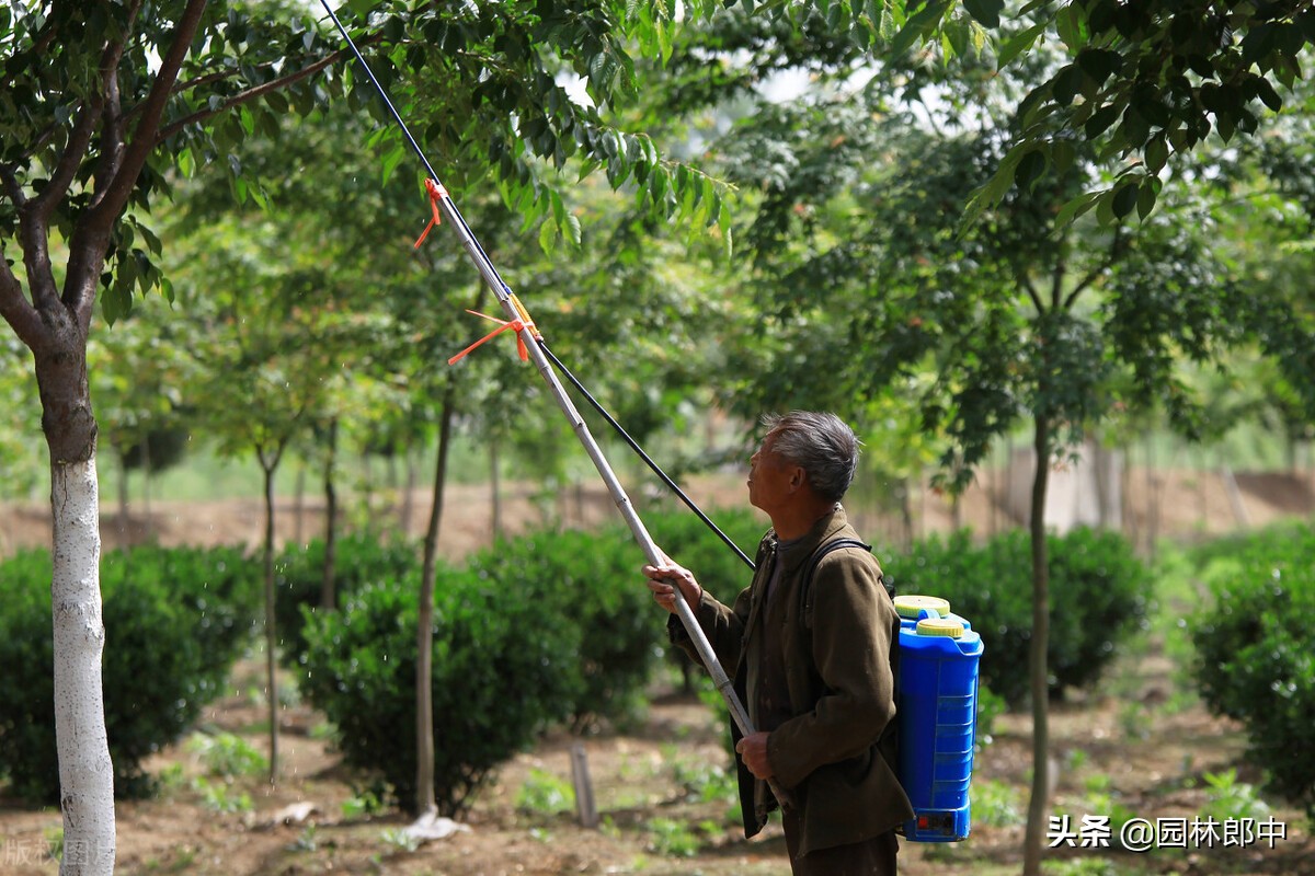 苗木冻伤了怎么补救,苗木霜冻了怎么补救