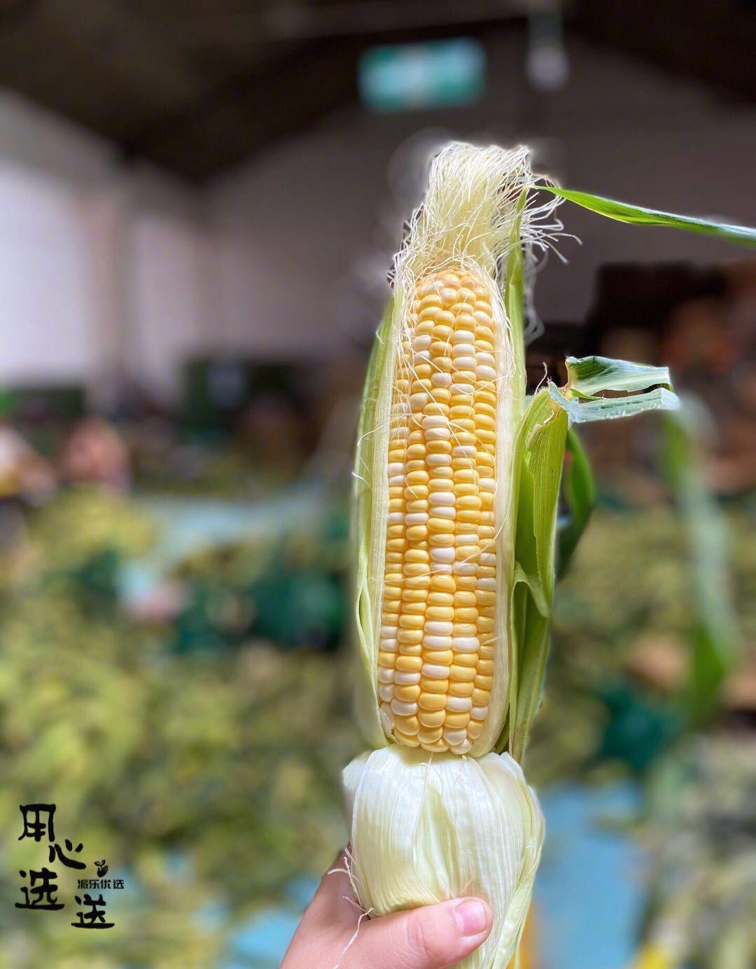 派乐优选丨夏天减肥还节什么食，多吃点玉米不好吗？