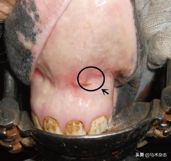 如果马儿生病了怎么办,马儿唇舌受损伤怎么办