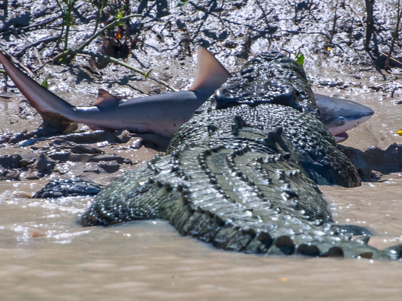 30张活久未见的图片,30组活久见的照片