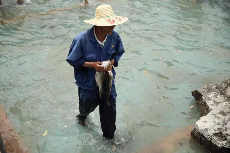 黄陂滠水钓鱼,黄陂前川滠水