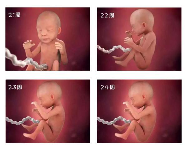 胎宝宝每周生长过程图片,从受孕到出生婴儿孕育全过程