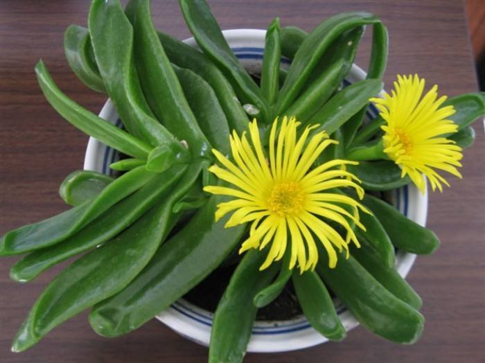 5种霸气花，个个“丑八怪”却吉利镇宅，丢在角落不管，一样爆棚