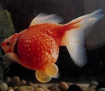 精品皮球珍珠金鱼图片,龙睛珍珠鳞金鱼