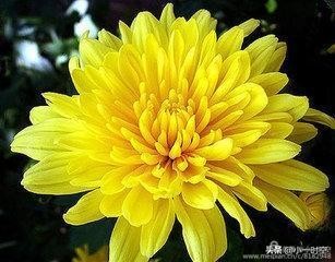 关于重阳节菊花的诗句,重阳节诗情画意