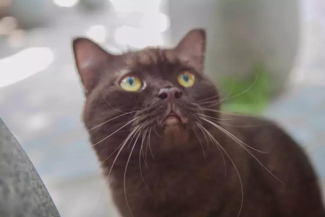 年纪大了老忘事语言表达也不利索,年龄大了忘事怎么办视频