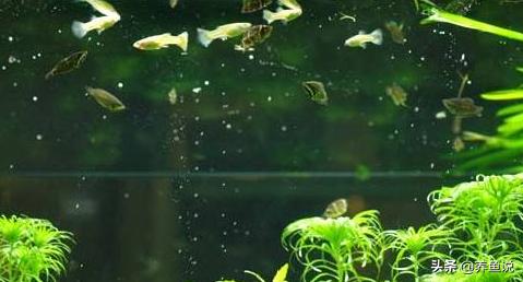 鱼缸怎么去油膜最快最有效的方法,鱼缸有油膜怎么处理干净