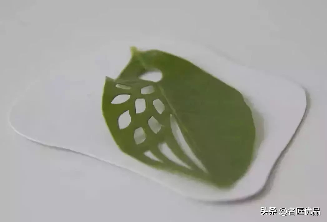 可爱又简单帅气的树叶手工,树叶创意手工高难度