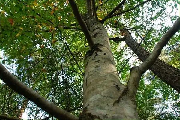 铁木材质有什么特点,铁木有哪些特征