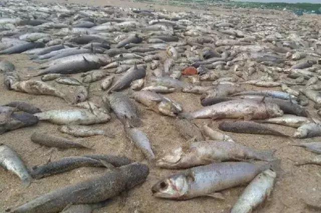 人类面临的生态困境包括哪,生态农业的可能性以及前景