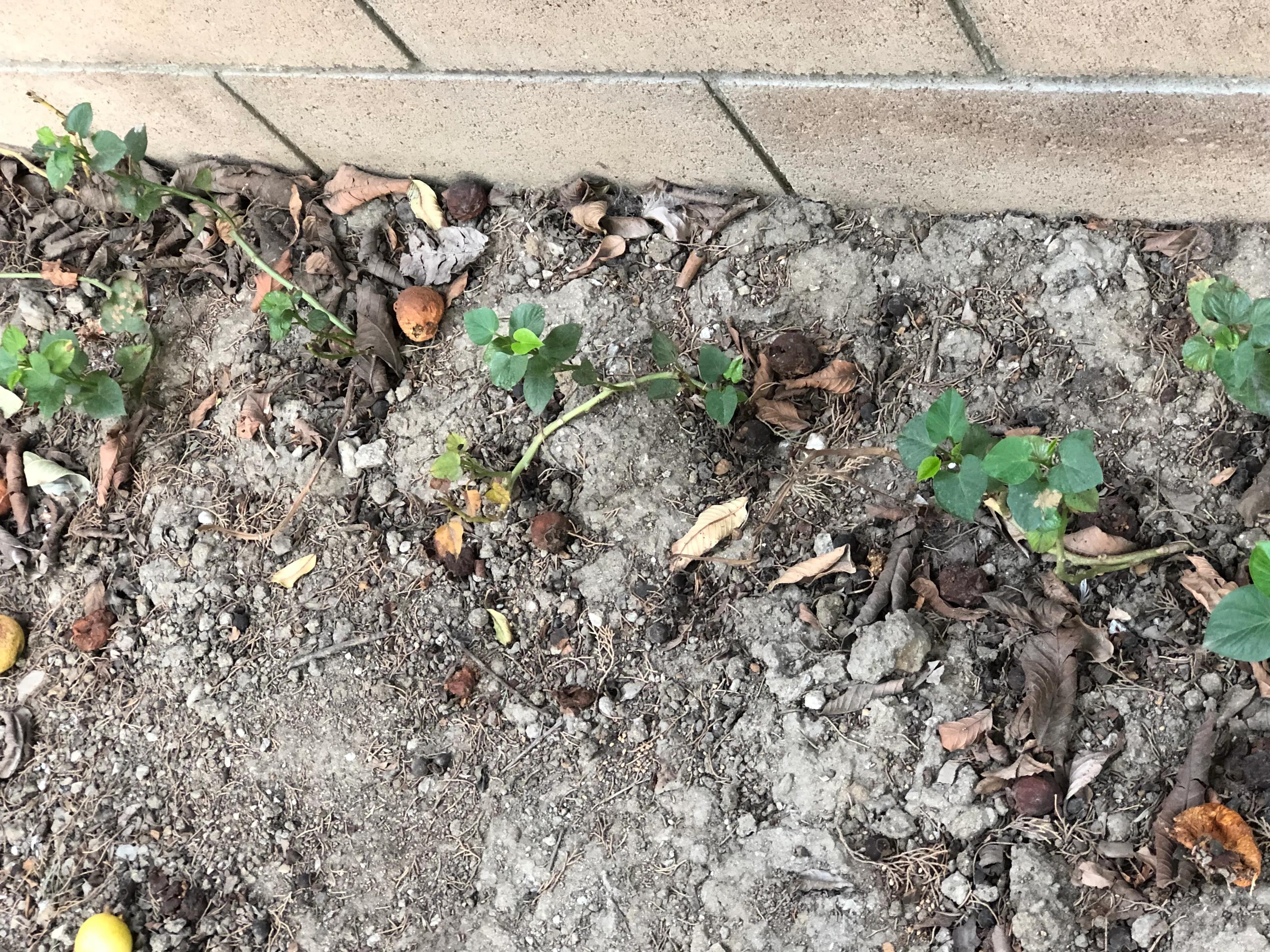 红薯苗最正确的栽法,红薯苗哪个品种最好