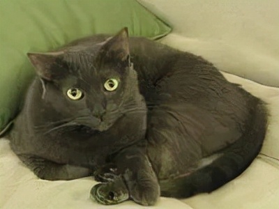 长着胡子的猫咪什么品种,有胡子的猫咪是哪种猫