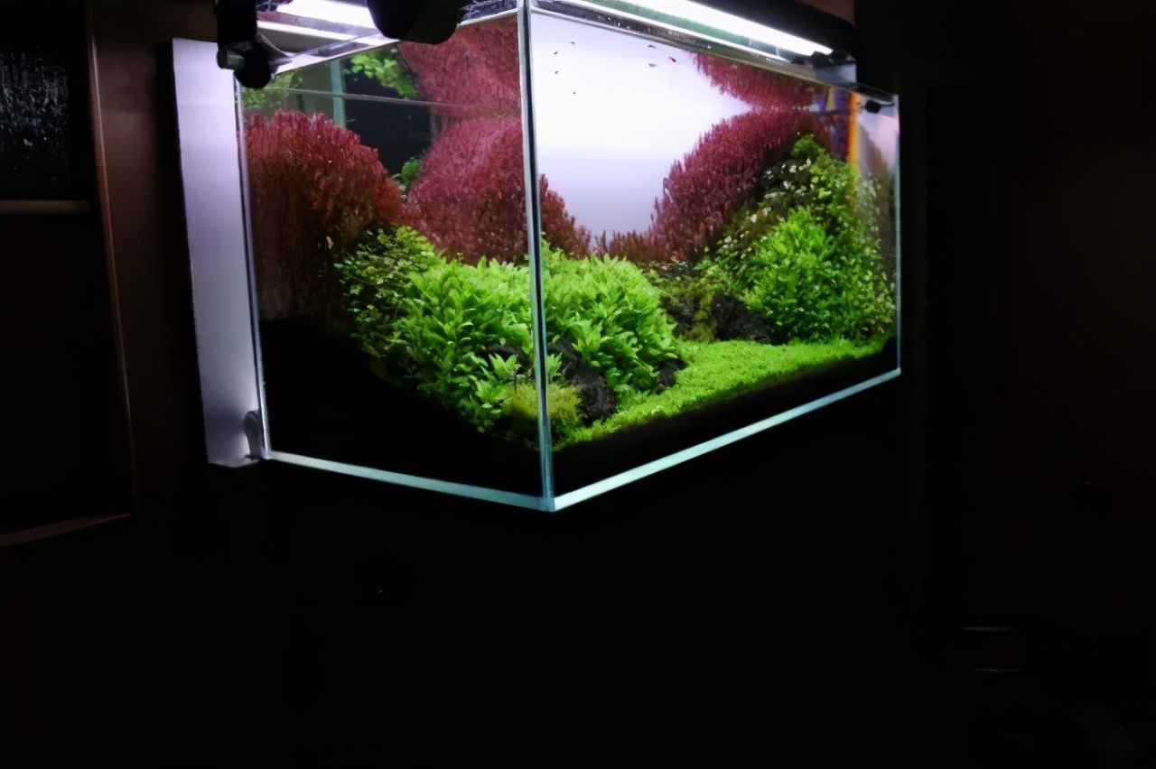 石上的迷你矮+血红宫廷，美的让人心醉