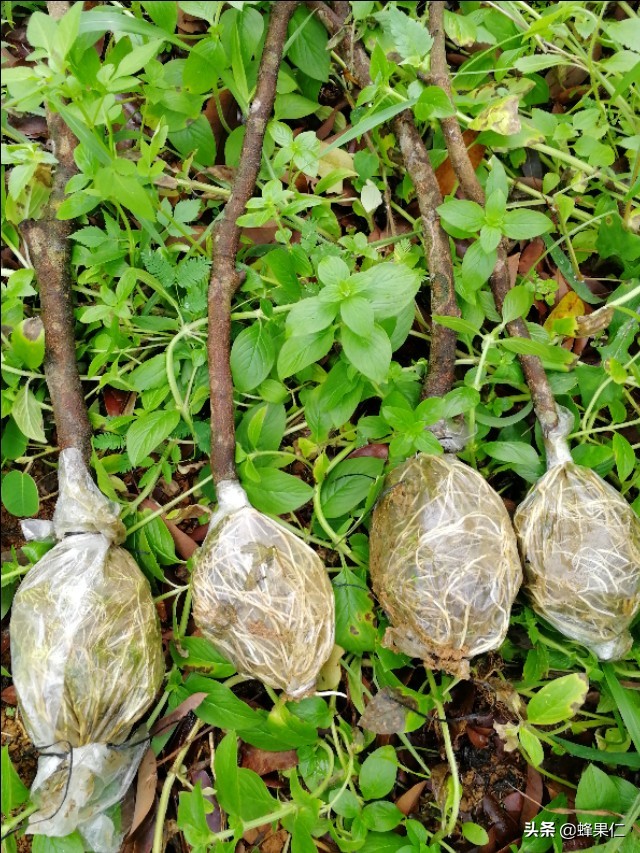 野生荔枝树,农村大量荔枝树
