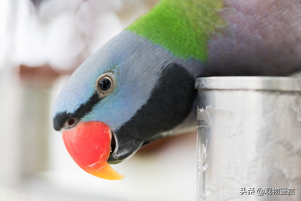 虎皮鹦鹉和牡丹鹦鹉哪个会说话,鹦鹉会学人说话它有趣在哪儿