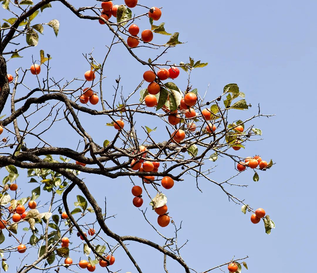鐢滆湝鐏櫠鏌垮瓙,鐢滆湝鏌垮瓙