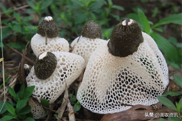 竹荪人工栽种，菌种下地才半个月，菌丝长势杠杠的