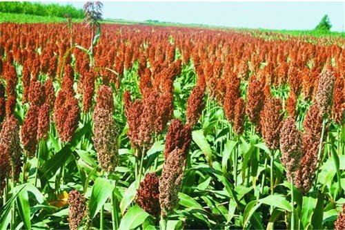 高粱水分检测仪哪种好,粮食水分测定仪演示操作步骤