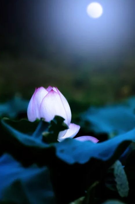 相逢在藕花深处的诗句,藕花深处等一场相逢