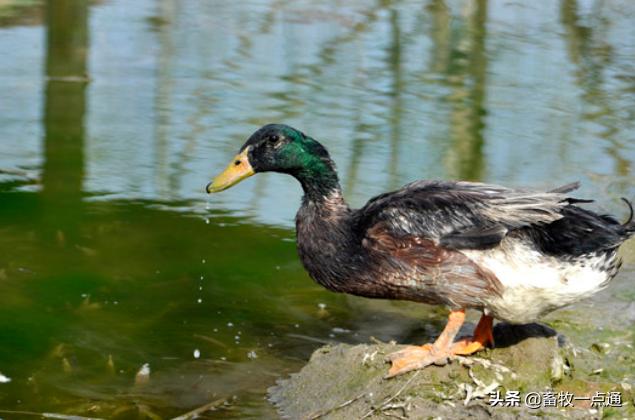 怎样检测公狗精子死活,鸭的人工授精是怎么操作