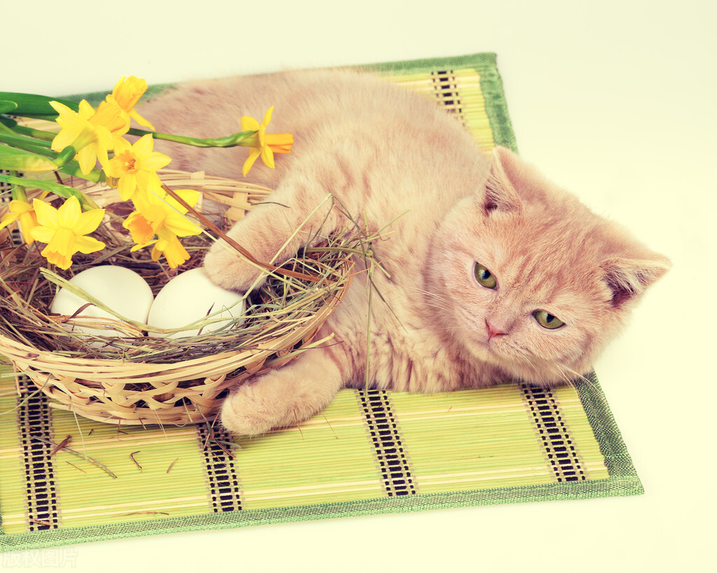 养猫经验猫咪肚里有毛球怎么办,养猫经验猫咪有伤口怎么处理