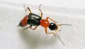 厦门小伙光膀子睡觉，醒来背部大片红斑，又痛又痒！近期小心TA