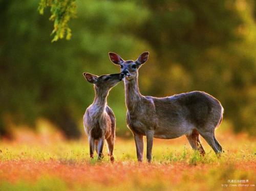 绒皮雪地靴怎么打理,雪地靴真皮护理清洗