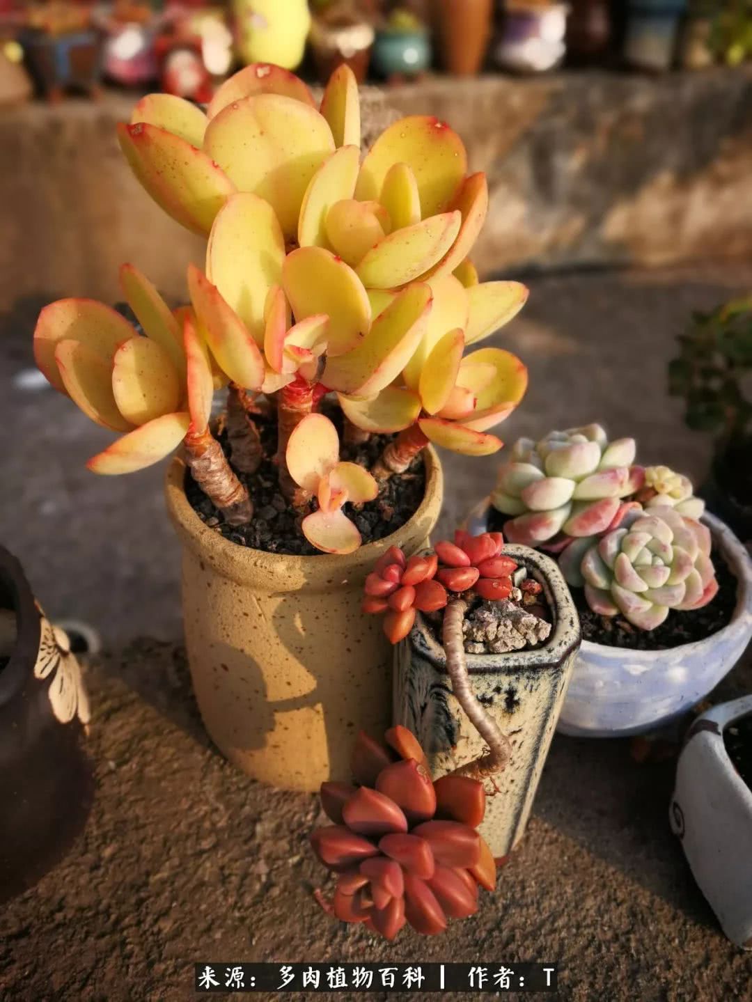 多肉还可以这样玩(上):八年养肉路剪影!