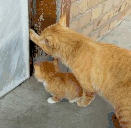 猫圈一定是魔咒吗,猫圈玄学黑猫